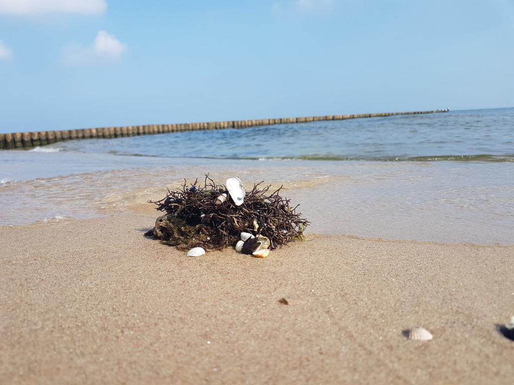 Ferienwohnung Strandwurzel Zempin Buitenkant foto